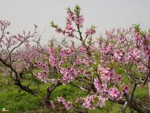 白居易《大林寺桃花》“人间四月芳菲尽,山寺桃花始盛开。”全诗翻译赏析