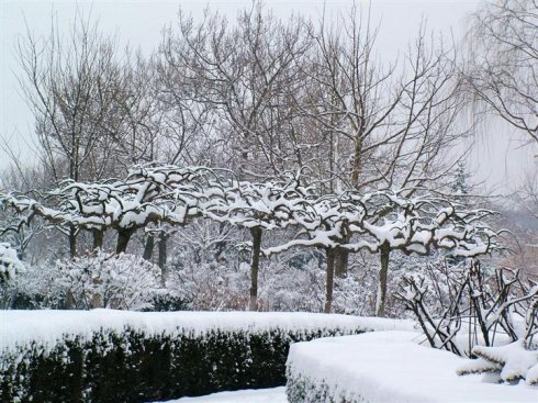 雪景